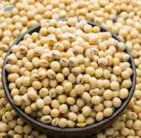 Premium Soybeans High-Quality