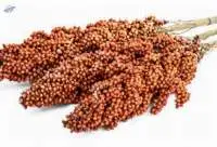 Premium Sorghum Versatile Whole Grain