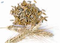 Premium Rye Whole Grain