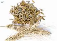 Premium Rye Whole Grain