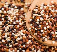 Grains & Bakery Ingredients Premium