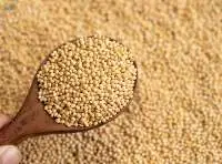 Amaranth Nutrient-rich Ancient Grain
