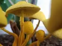Yellow Mushroom Edible Fungi