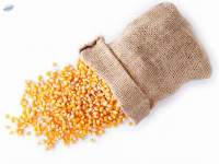 Popcorn Premium Quality Corn