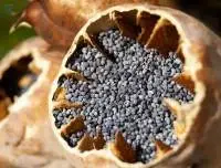 Poppy Seeds Versatile Culinary Seeds