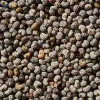 Poppy Seeds Premium Quality