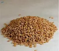 Spelt Grain Premium Quality