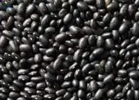 Black Beans Premium Quality