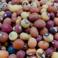 Jugo Beans Premium Quality