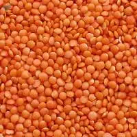 Red Split Lentils Premium Quality