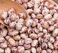 Sugar Beans Premium Quality