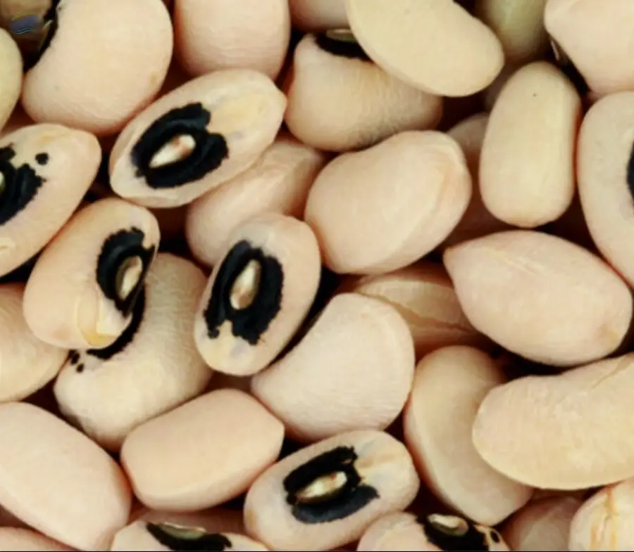 Black Eye Beans Premium Quality