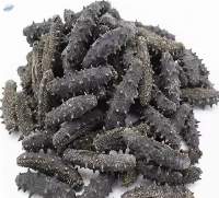 Dried Sea Cucumber Premium Quality