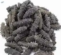 Dried Sea Cucumber Premium Quality