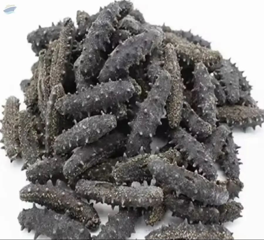 Dried Sea Cucumber Premium Quality