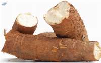 Fresh Cassava for Sale