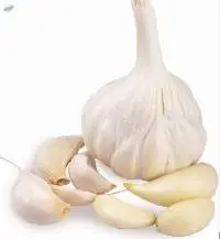 Fresh Garlic for Sale Premium Quality