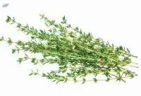 Premium Dried Thyme 