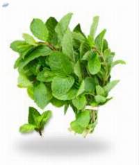 Dried Mint Leaves  