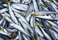 Peruvian Anchoveta Fish 