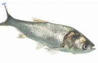 Fresh Silver Carp Fish 