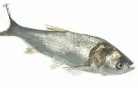 Fresh Silver Carp Fish 