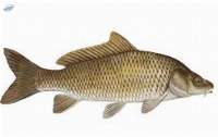 Fresh Common Carp Fish 