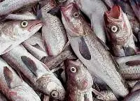 Alaska Pollock Fish Premium Frozen