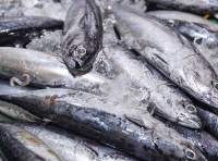 Skipjack Tuna Premium Frozen