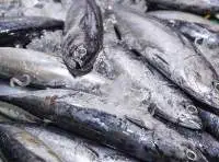 Skipjack Tuna Premium Frozen