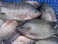 Fresh Tilapia Fish 