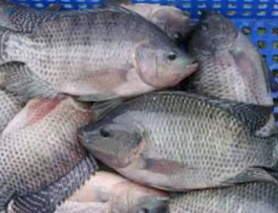 Fresh Tilapia Fish 