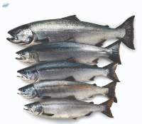 Premium Salmon Fish for Sale Fresh, Chilled