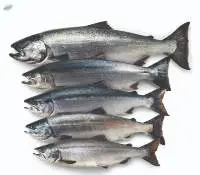 Premium Salmon Fish for Sale Fresh, Chilled