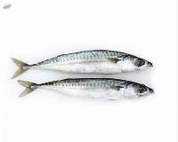 Fresh & Frozen Mackerel Fish Premium Quality