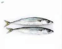 Fresh & Frozen Mackerel Fish Premium Quality