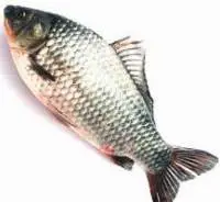 Fresh Catla (Indian Carp) for Sale Live