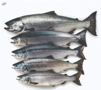 Atlantic Salmon for Sale Premium Fresh
