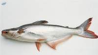 Pangasius (Vietnamese Catfish) for Sale