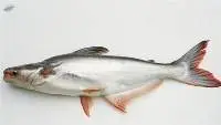 Pangasius (Vietnamese Catfish) for Sale