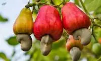 Cashew Nut