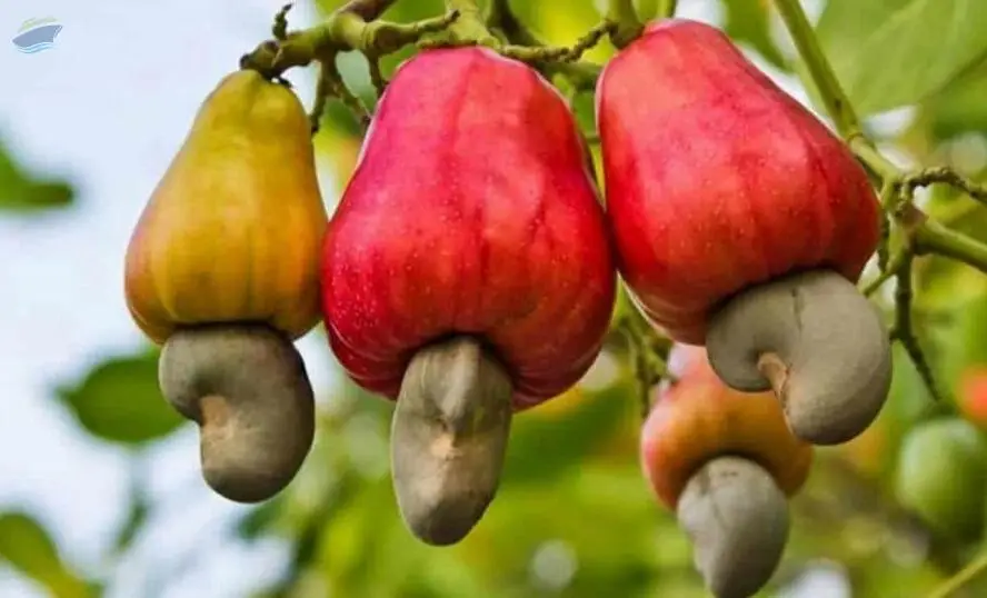 Cashew Nut