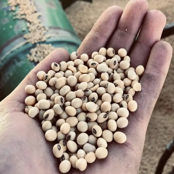 Non Gmo Soybeans by Driffield Trading Company Limited. Supplier from