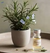 Rosemary Extract