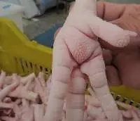 Frozen Chicken Feet 35g Up