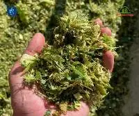 Corn Silage
