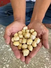 Candlenut (Round)