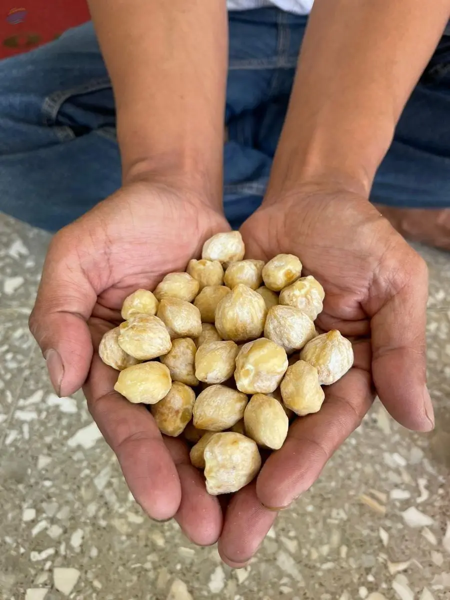 Candlenut (Round)