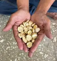 Candlenut (Split)