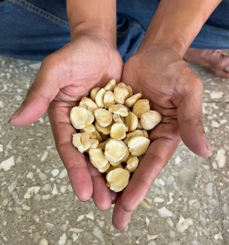 Candlenut (Split)